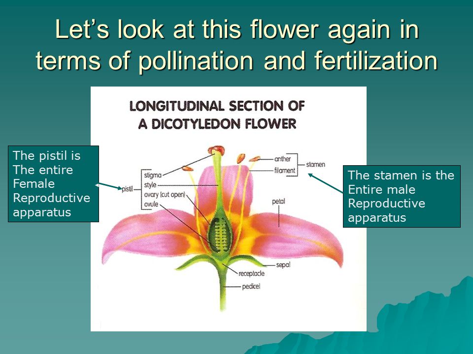 Let’s look at this flower again in terms of pollination and fertilization