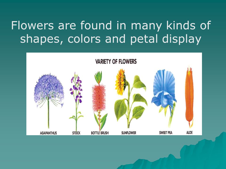 Flowers are found in many kinds of shapes, colors and petal display