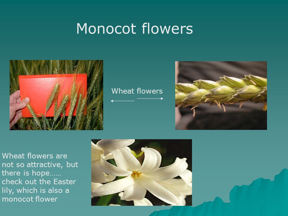 Monocot flowers Wheat flowers Wheat flowers are not so attractive, but