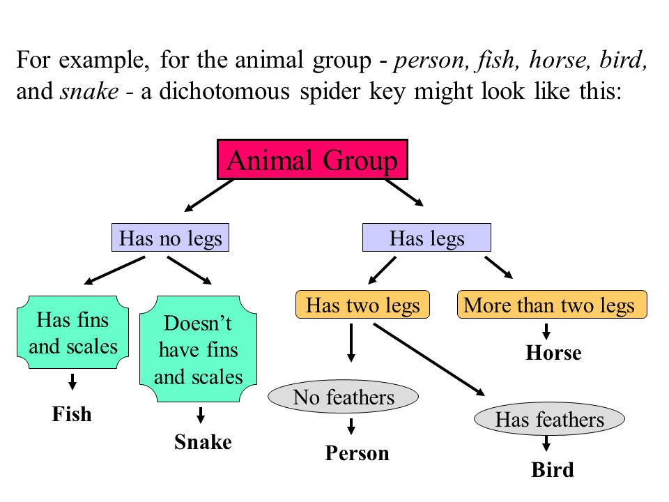 Key animal dichotomous Dichotomous classification