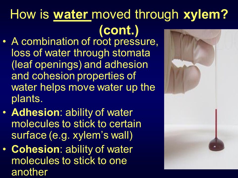 Explain How Adhesion and Cohesion Help Plants Move Materials