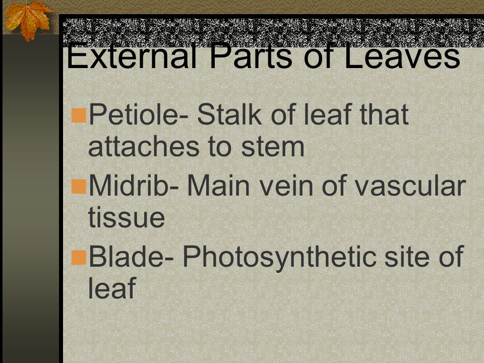 External Parts of Leaves