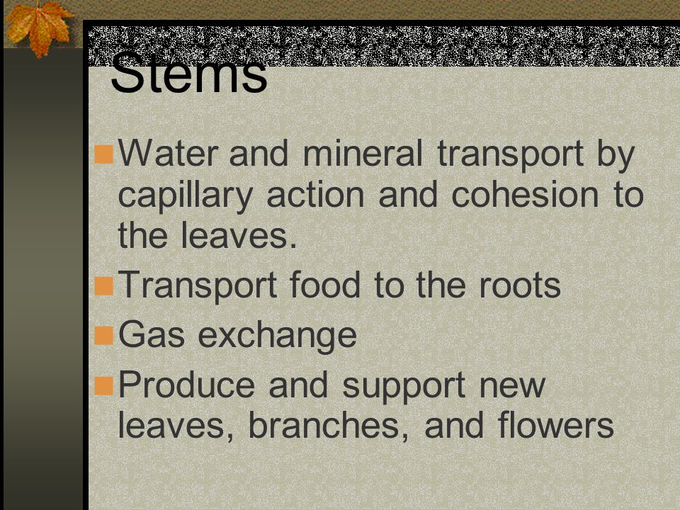 Stems Water and mineral transport by capillary action and cohesion to the leaves. Transport food to the roots.