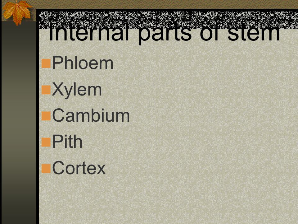 Internal parts of stem Phloem Xylem Cambium Pith Cortex