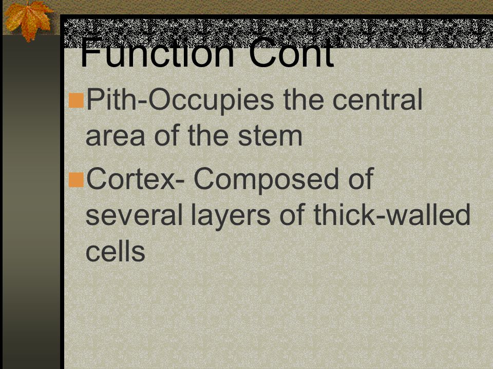 Function Cont’ Pith-Occupies the central area of the stem
