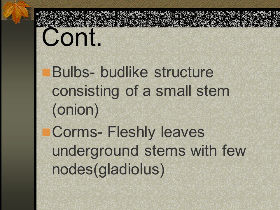 Cont. Bulbs- budlike structure consisting of a small stem (onion)