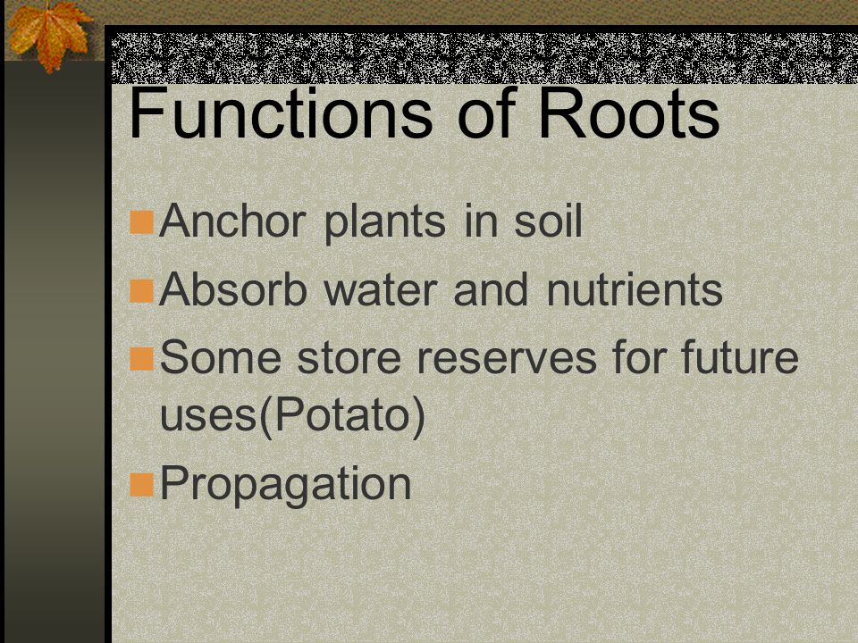 Functions of Roots Anchor plants in soil Absorb water and nutrients