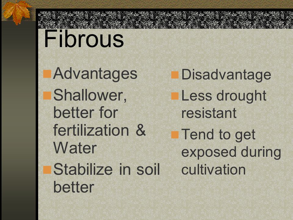 Fibrous Advantages Shallower, better for fertilization & Water