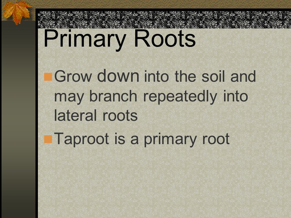 Primary Roots Grow down into the soil and may branch repeatedly into lateral roots.