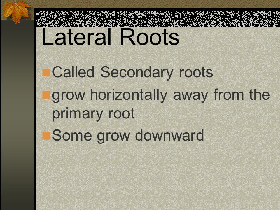 Lateral Roots Called Secondary roots