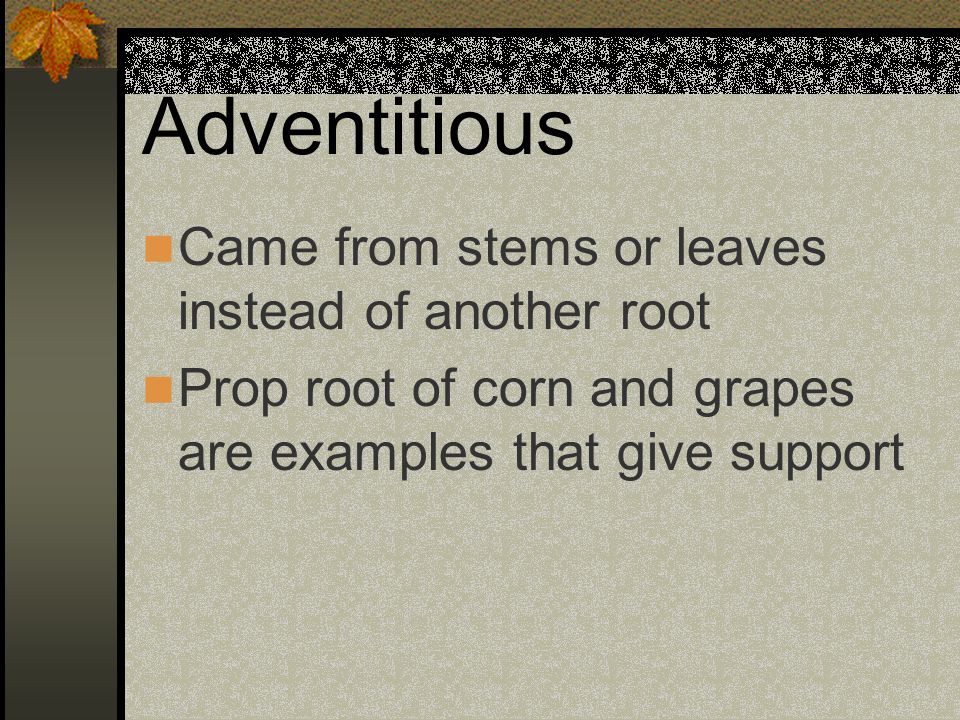 Adventitious Came from stems or leaves instead of another root