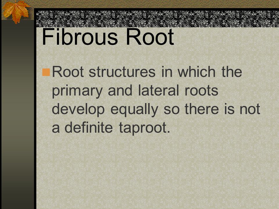 Fibrous Root Root structures in which the primary and lateral roots develop equally so there is not a definite taproot.