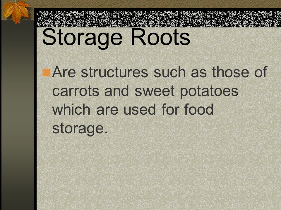 Storage Roots Are structures such as those of carrots and sweet potatoes which are used for food storage.