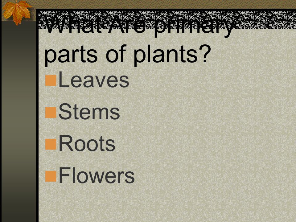 What Are primary parts of plants