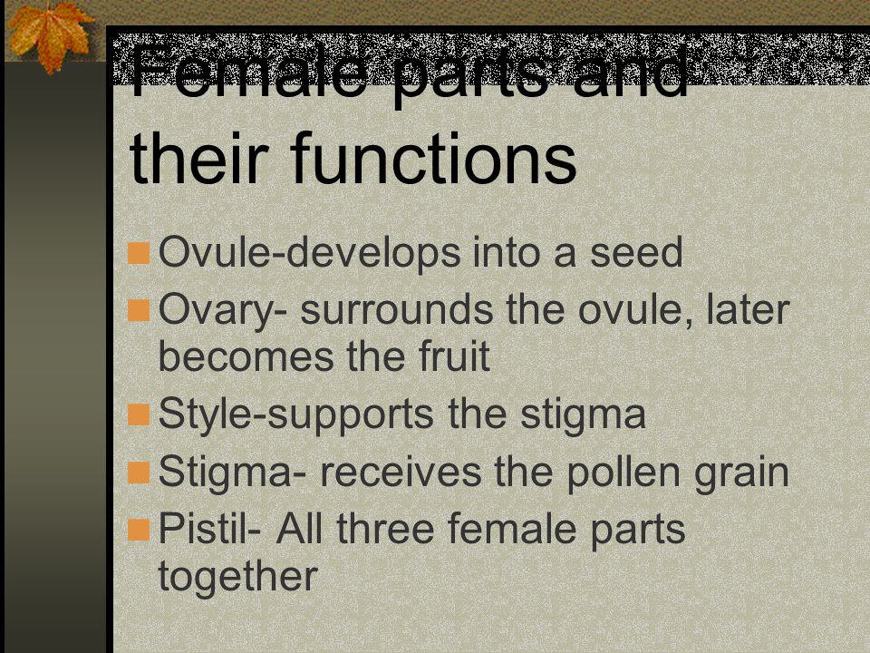 Female parts and their functions