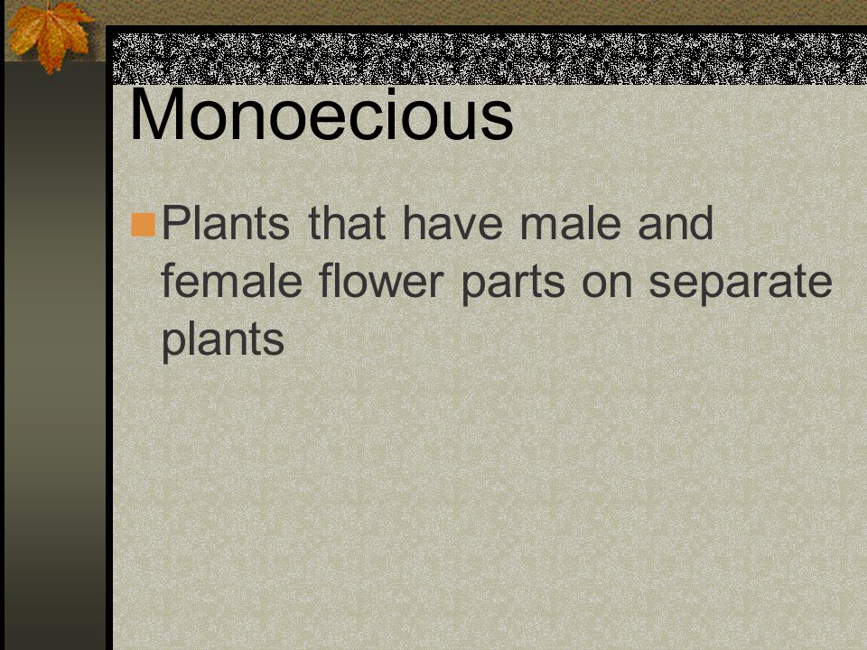 Monoecious Plants that have male and female flower parts on separate plants