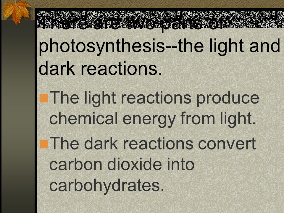 There are two parts of photosynthesis--the light and dark reactions.