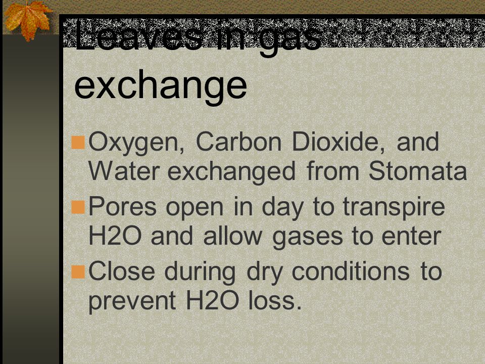 Leaves in gas exchange Oxygen, Carbon Dioxide, and Water exchanged from Stomata. Pores open in day to transpire H2O and allow gases to enter.