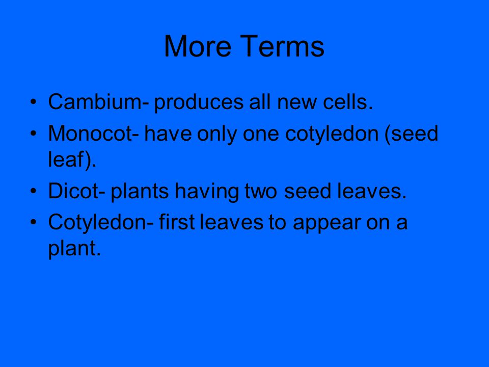 More Terms Cambium- produces all new cells.
