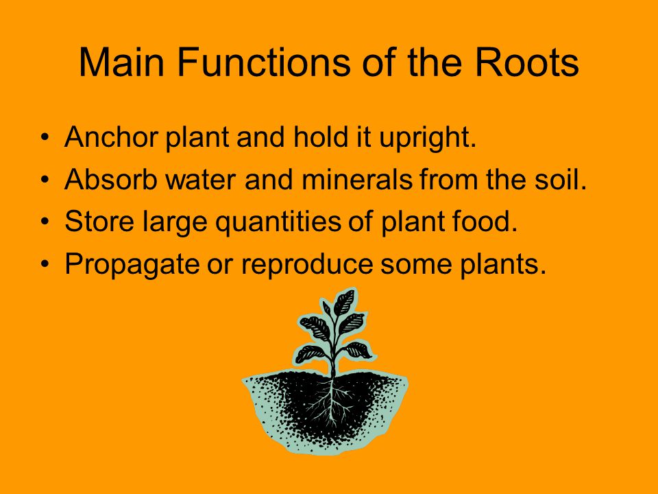 Main Functions of the Roots