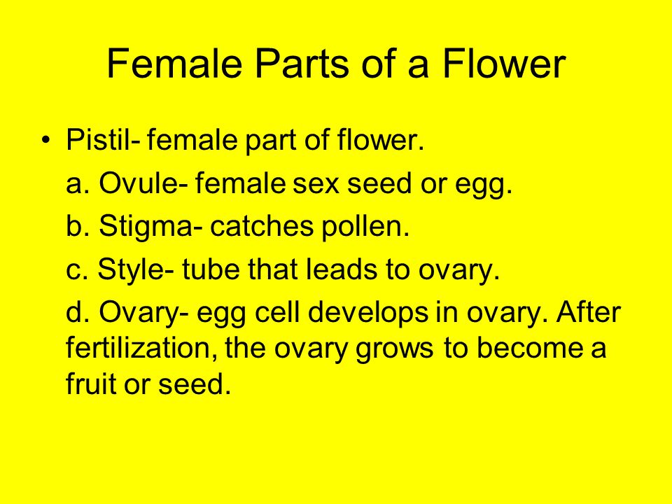Female Parts of a Flower