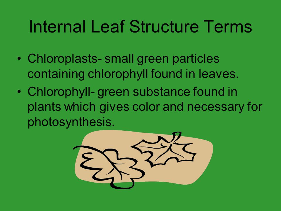 Internal Leaf Structure Terms