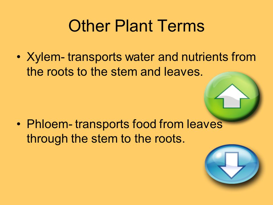 Other Plant Terms Xylem- transports water and nutrients from the roots to the stem and leaves.