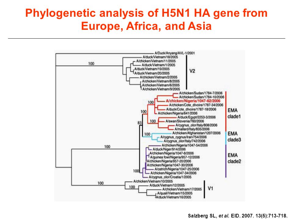 Phylogenetic analysis of H5N1 HA gene from Europe, Africa, and Asia