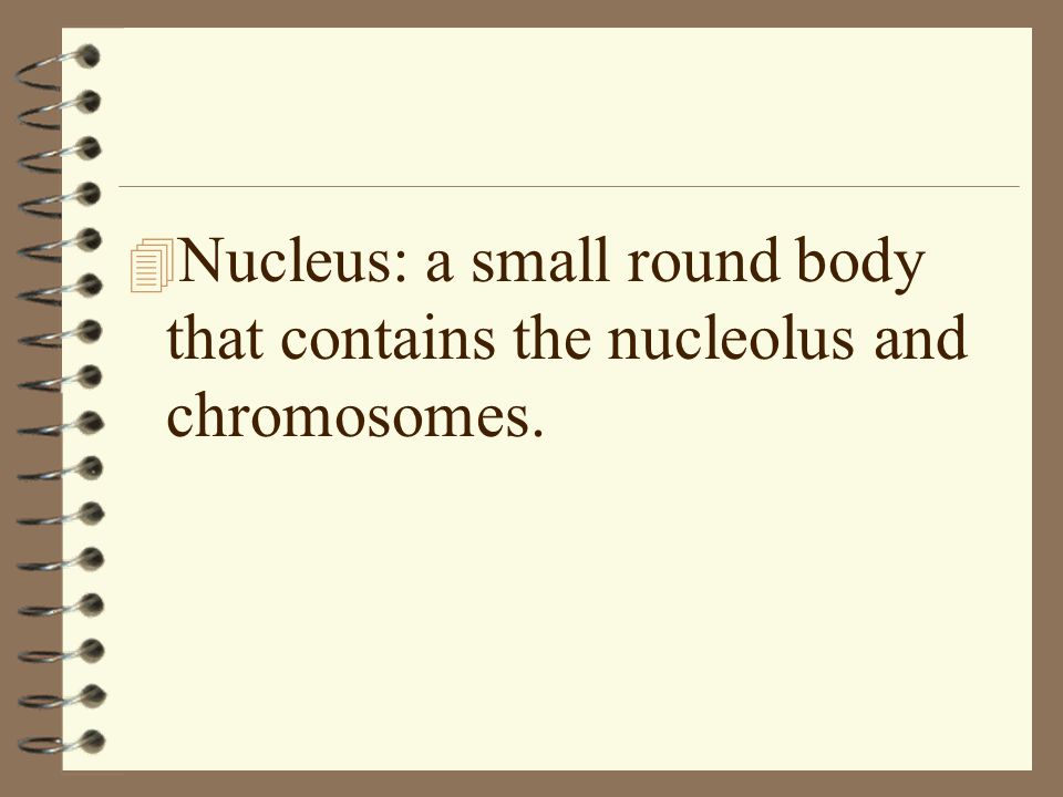 Nucleus: a small round body that contains the nucleolus and chromosomes.