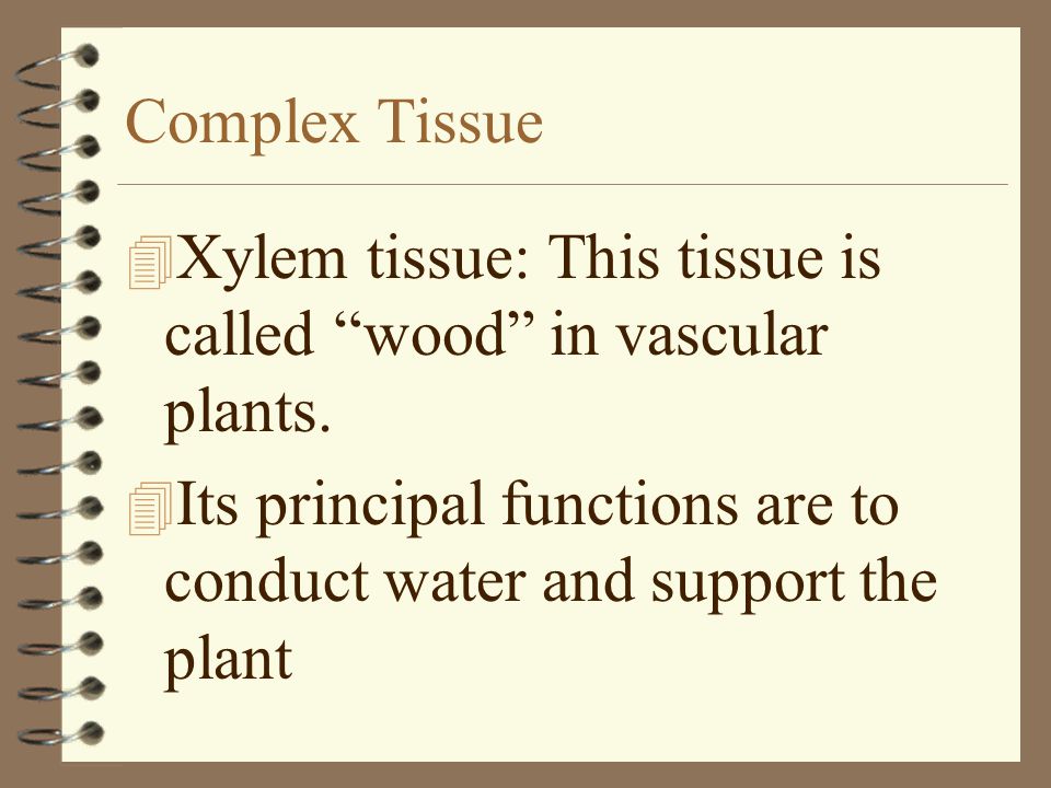 Complex Tissue Xylem tissue: This tissue is called wood in vascular plants.