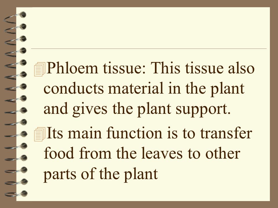 Phloem tissue: This tissue also conducts material in the plant and gives the plant support.
