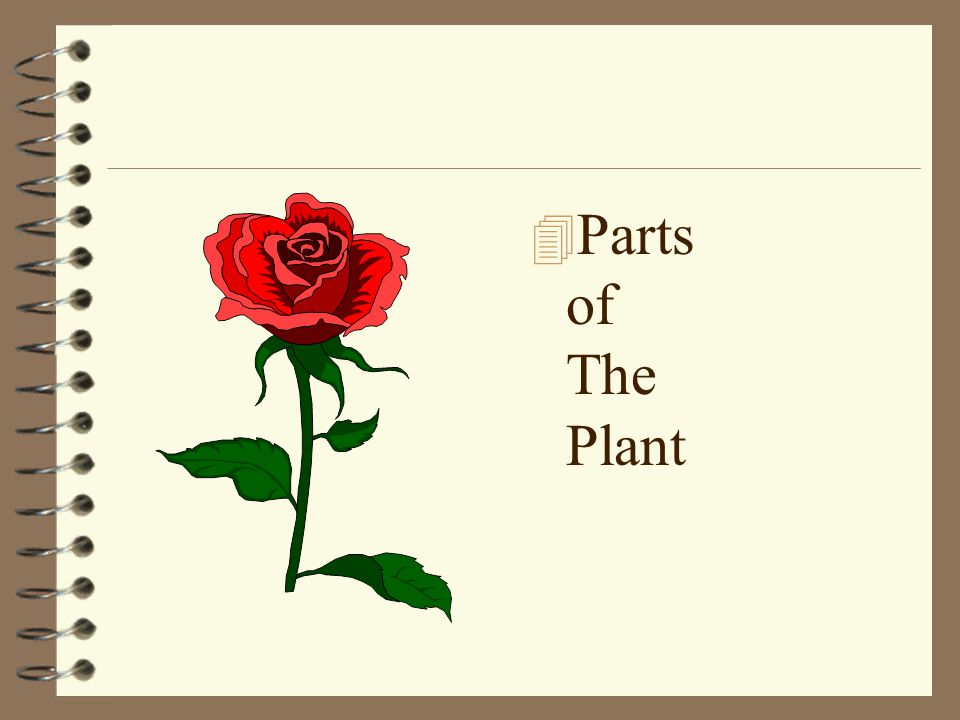 Parts of The Plant