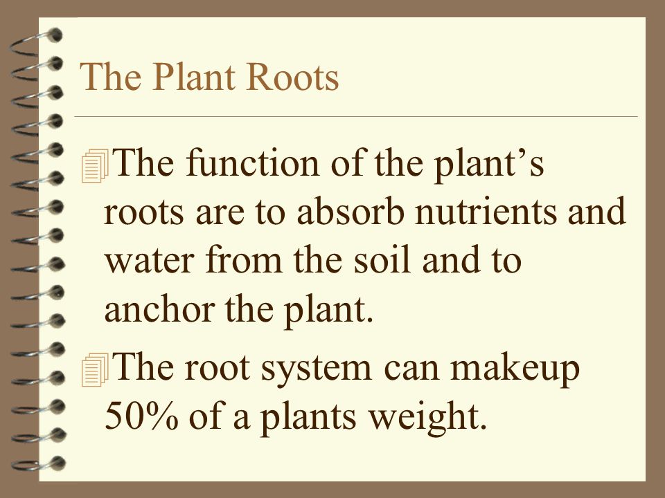 The Plant Roots The function of the plant’s roots are to absorb nutrients and water from the soil and to anchor the plant.