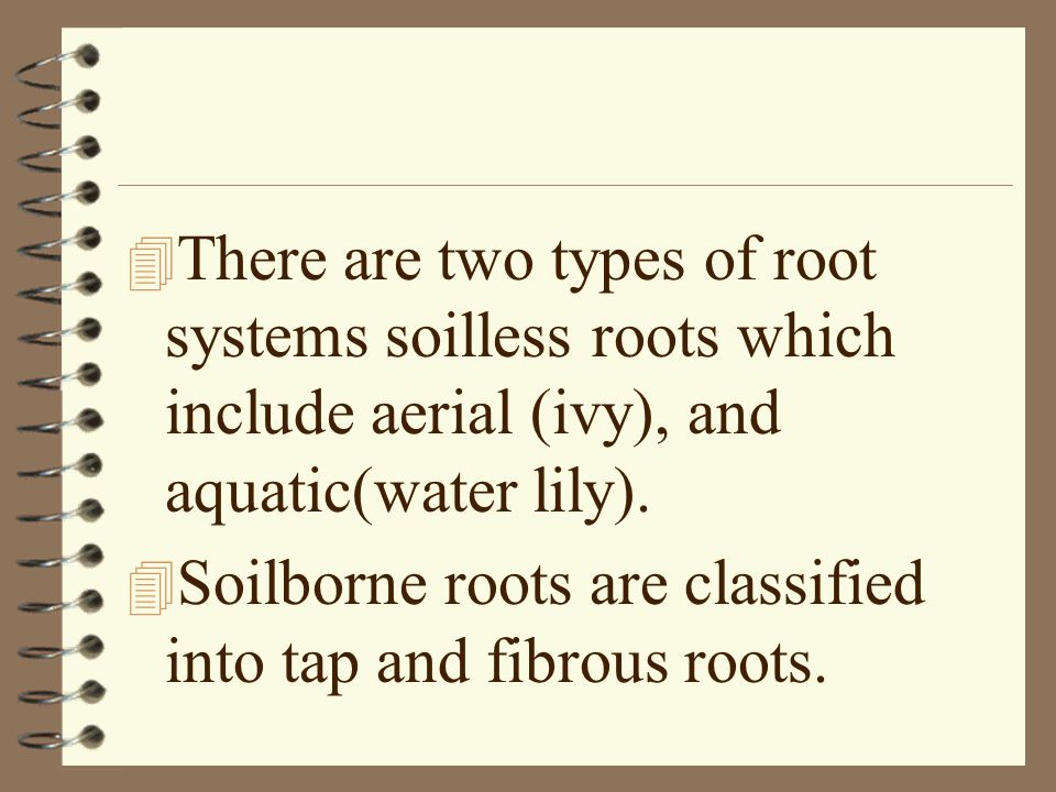 There are two types of root systems soilless roots which include aerial (ivy), and aquatic(water lily).
