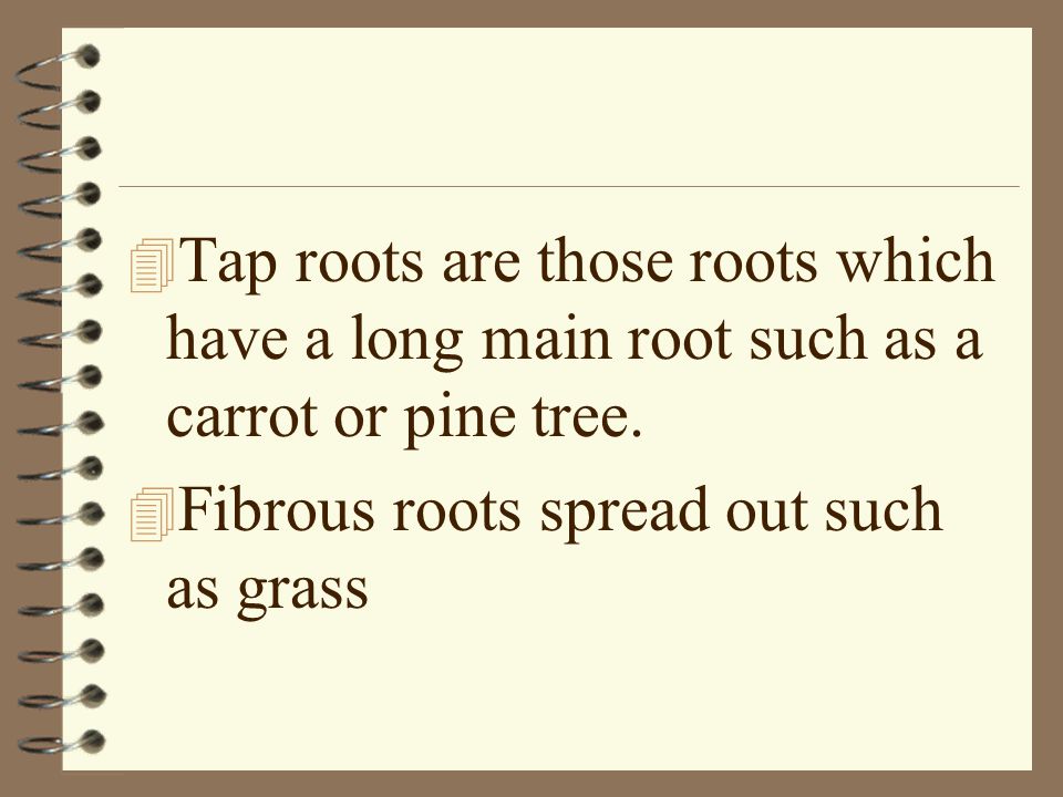 Tap roots are those roots which have a long main root such as a carrot or pine tree.