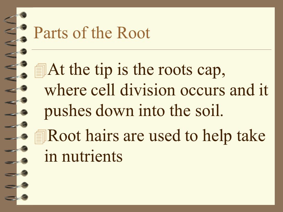 Parts of the Root At the tip is the roots cap, where cell division occurs and it pushes down into the soil.