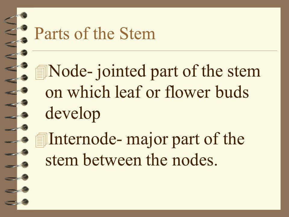 Parts of the Stem Node- jointed part of the stem on which leaf or flower buds develop.