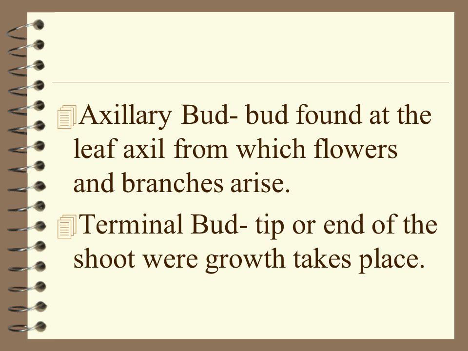Axillary Bud- bud found at the leaf axil from which flowers and branches arise.