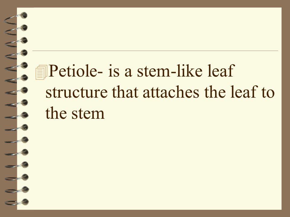 Petiole- is a stem-like leaf structure that attaches the leaf to the stem