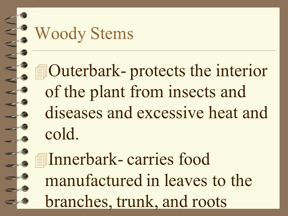 Woody Stems Outerbark- protects the interior of the plant from insects and diseases and excessive heat and cold.