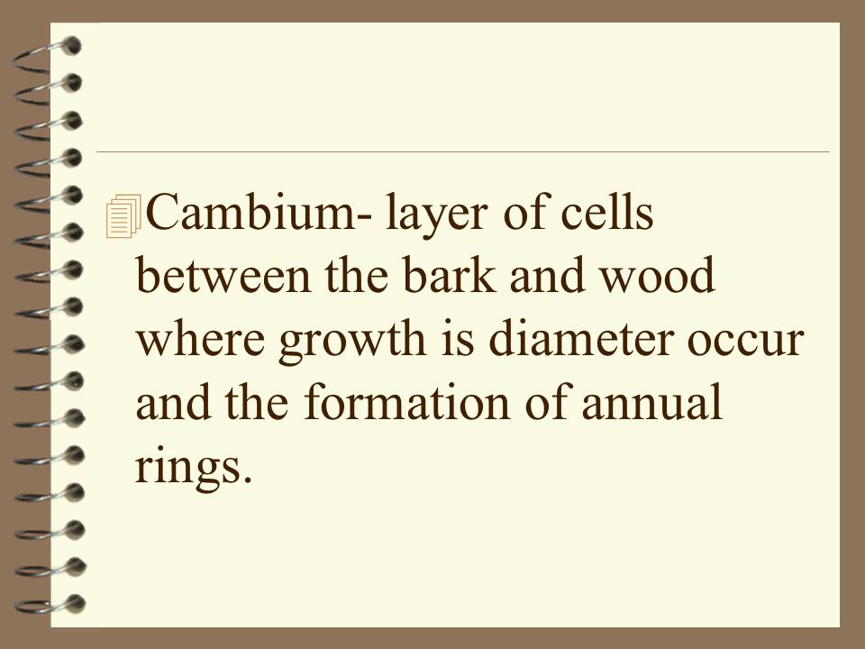 Cambium- layer of cells between the bark and wood where growth is diameter occur and the formation of annual rings.