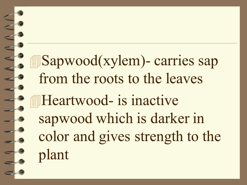 Sapwood(xylem)- carries sap from the roots to the leaves