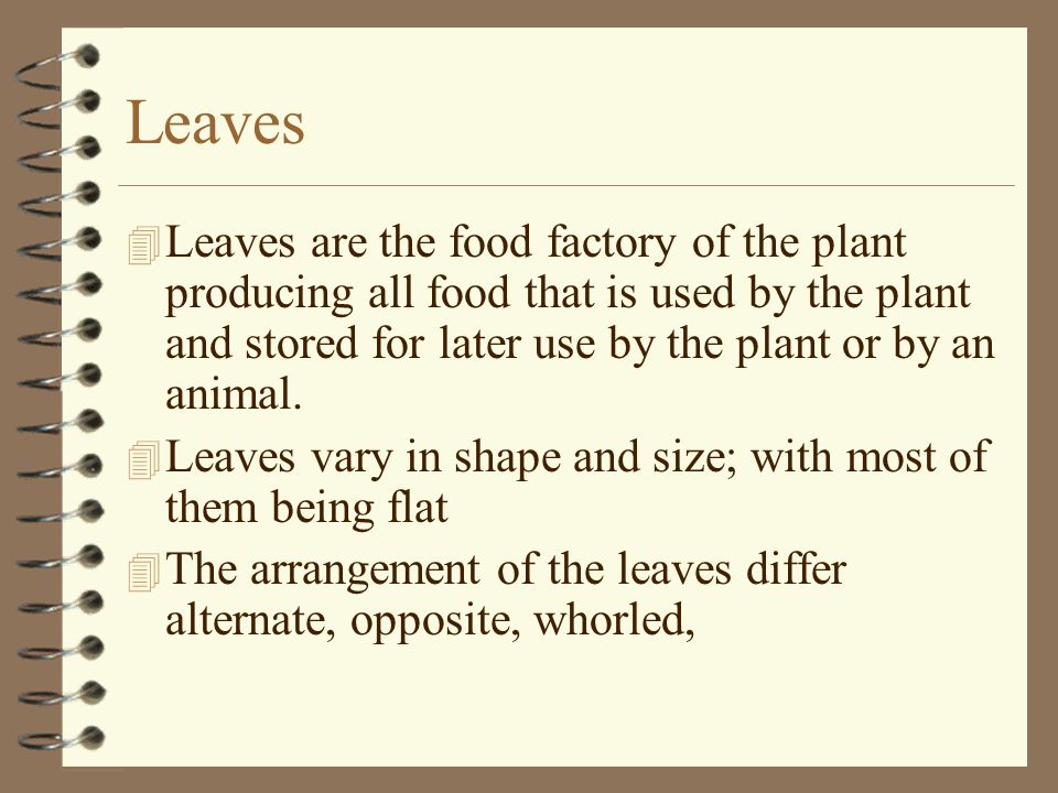 Leaves Leaves are the food factory of the plant producing all food that is used by the plant and stored for later use by the plant or by an animal.