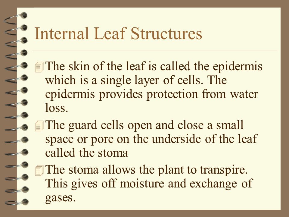 Internal Leaf Structures