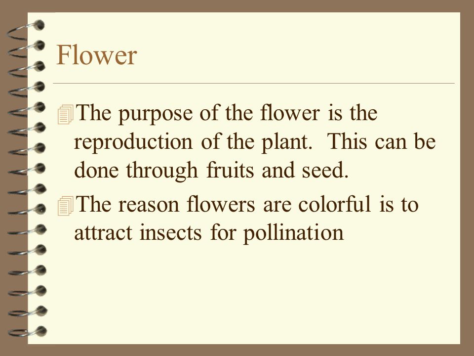 Flower The purpose of the flower is the reproduction of the plant. This can be done through fruits and seed.