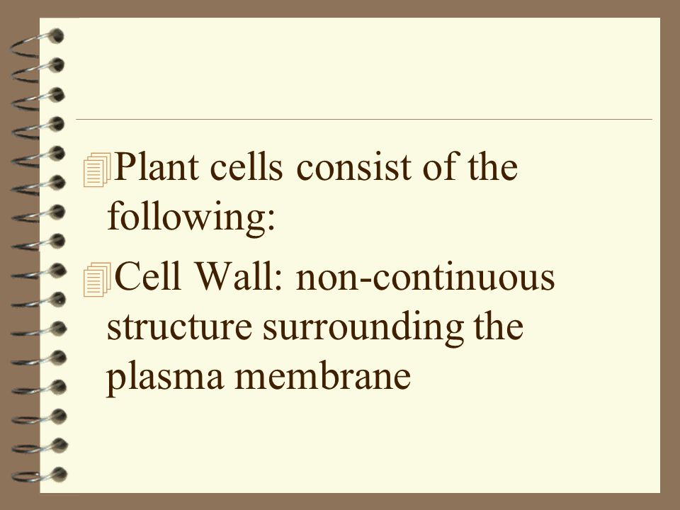 Plant cells consist of the following:
