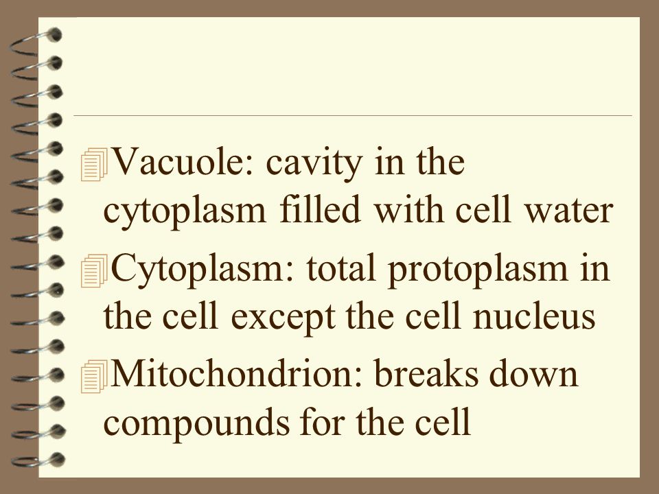 Vacuole: cavity in the cytoplasm filled with cell water