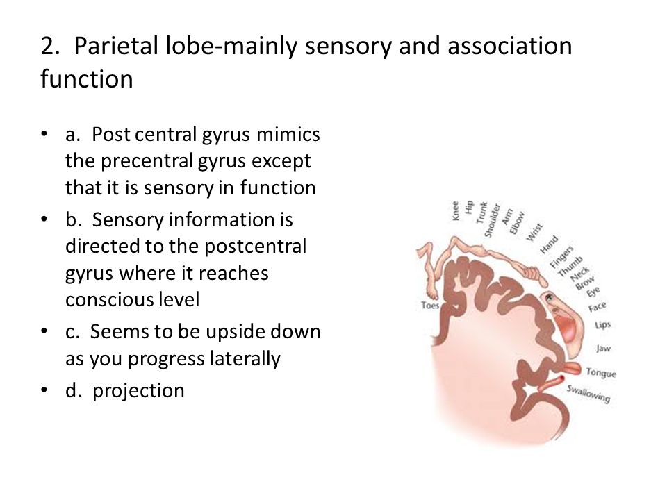 2. Parietal lobe-mainly sensory and association function