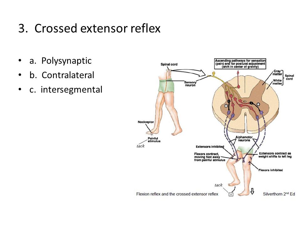 3. Crossed extensor reflex