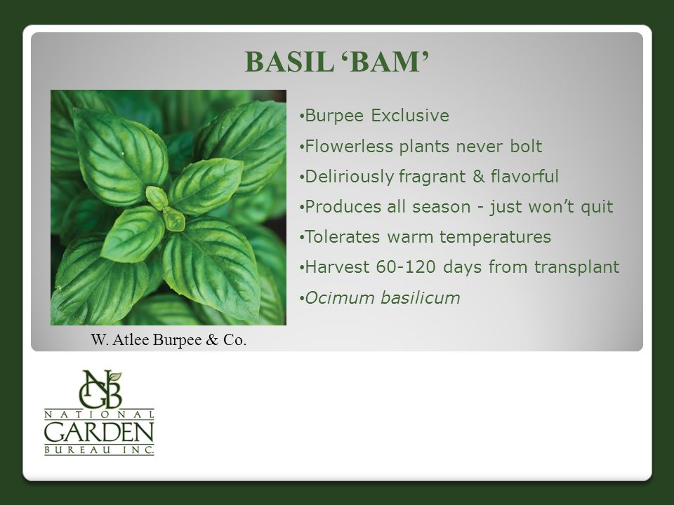 Basil ‘Bam’ Burpee Exclusive Flowerless plants never bolt